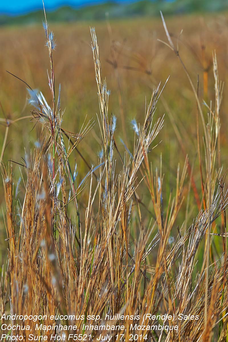 Andropogon eucomus subsp. huillensis