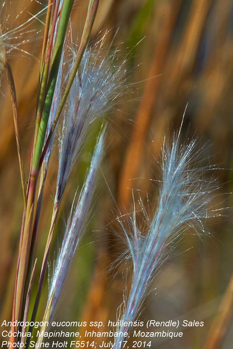 Andropogon eucomus subsp. huillensis
