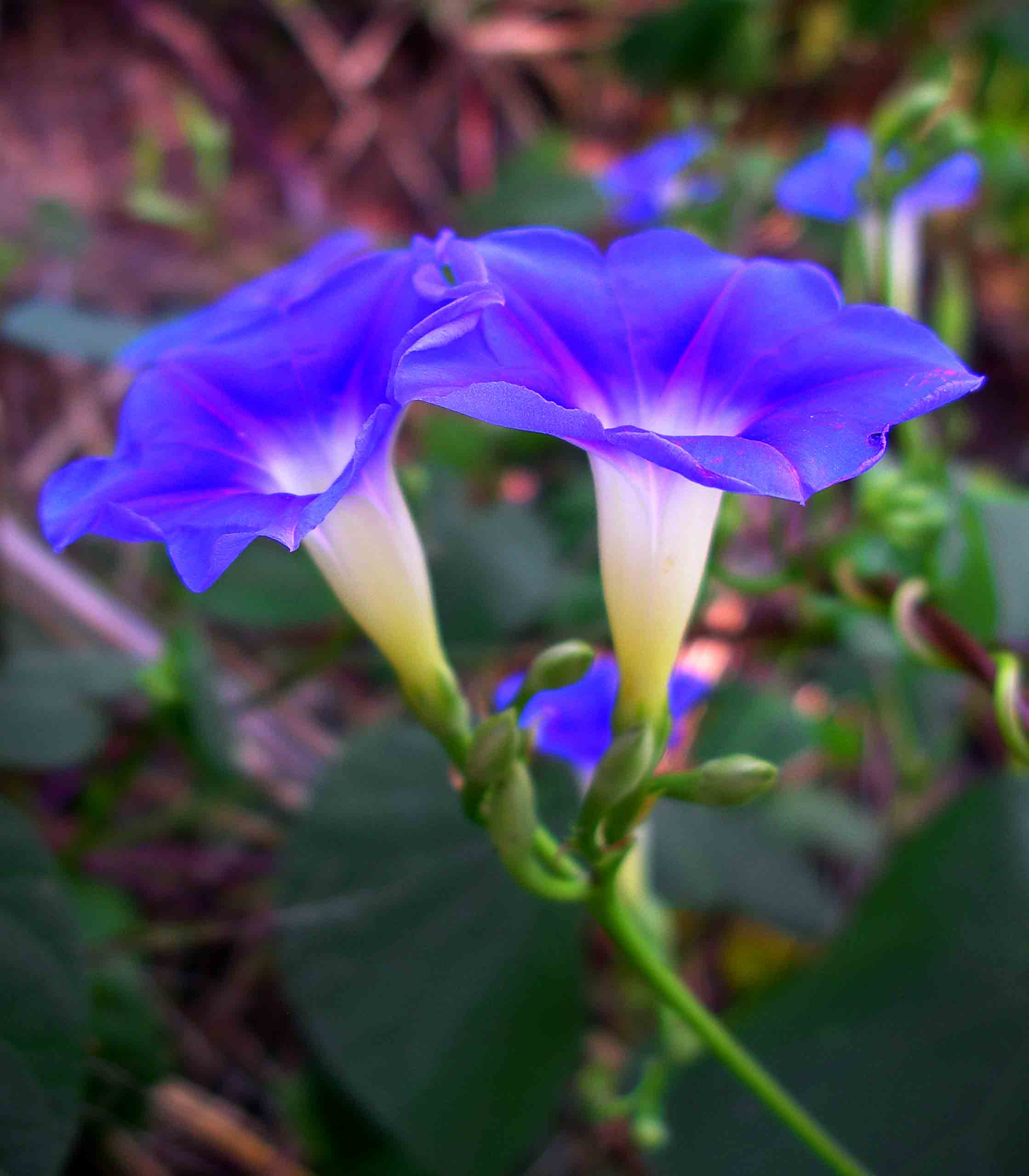 Ipomoea parasitica