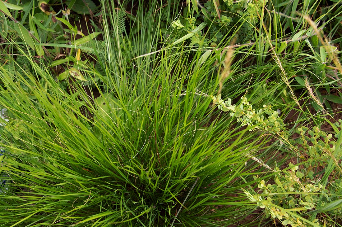 Hyparrhenia newtonii var. newtonii