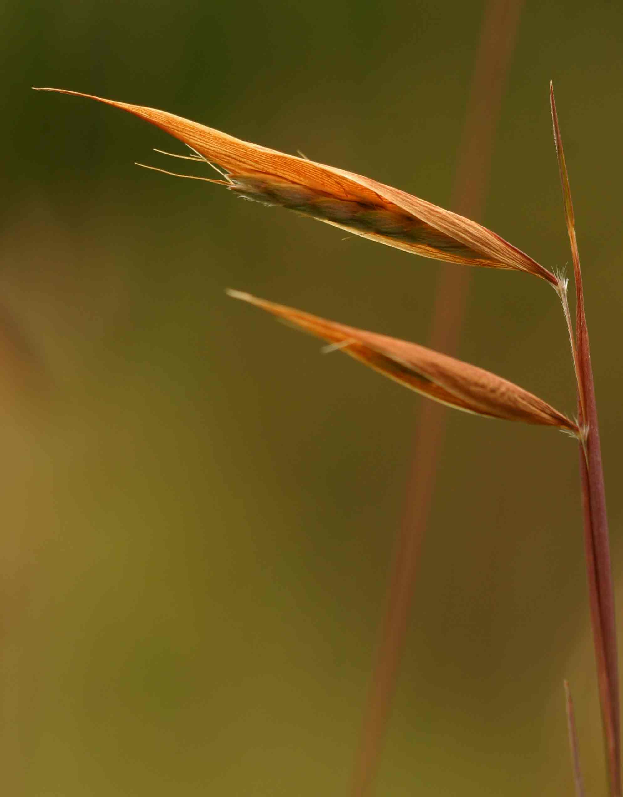 Monocymbium ceresiiforme Monocymbium ceresiiforme