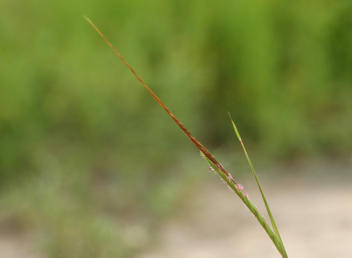 Heteropogon contortus