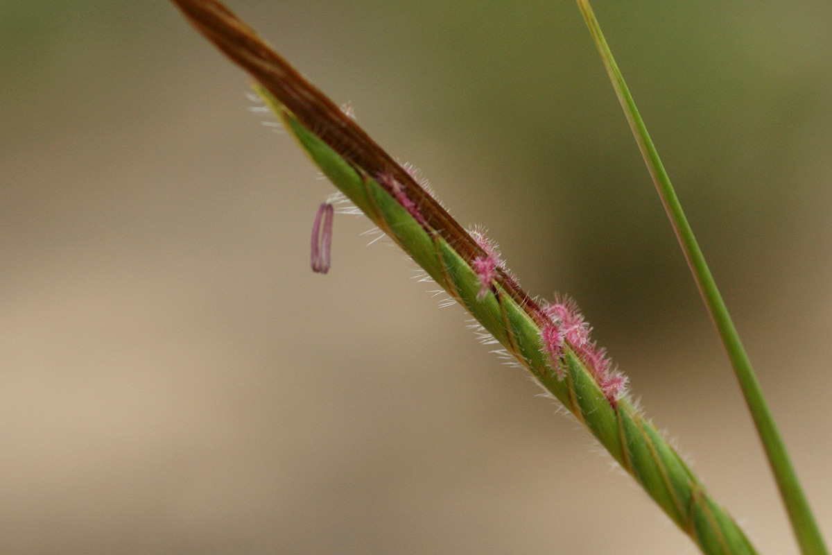 Heteropogon contortus