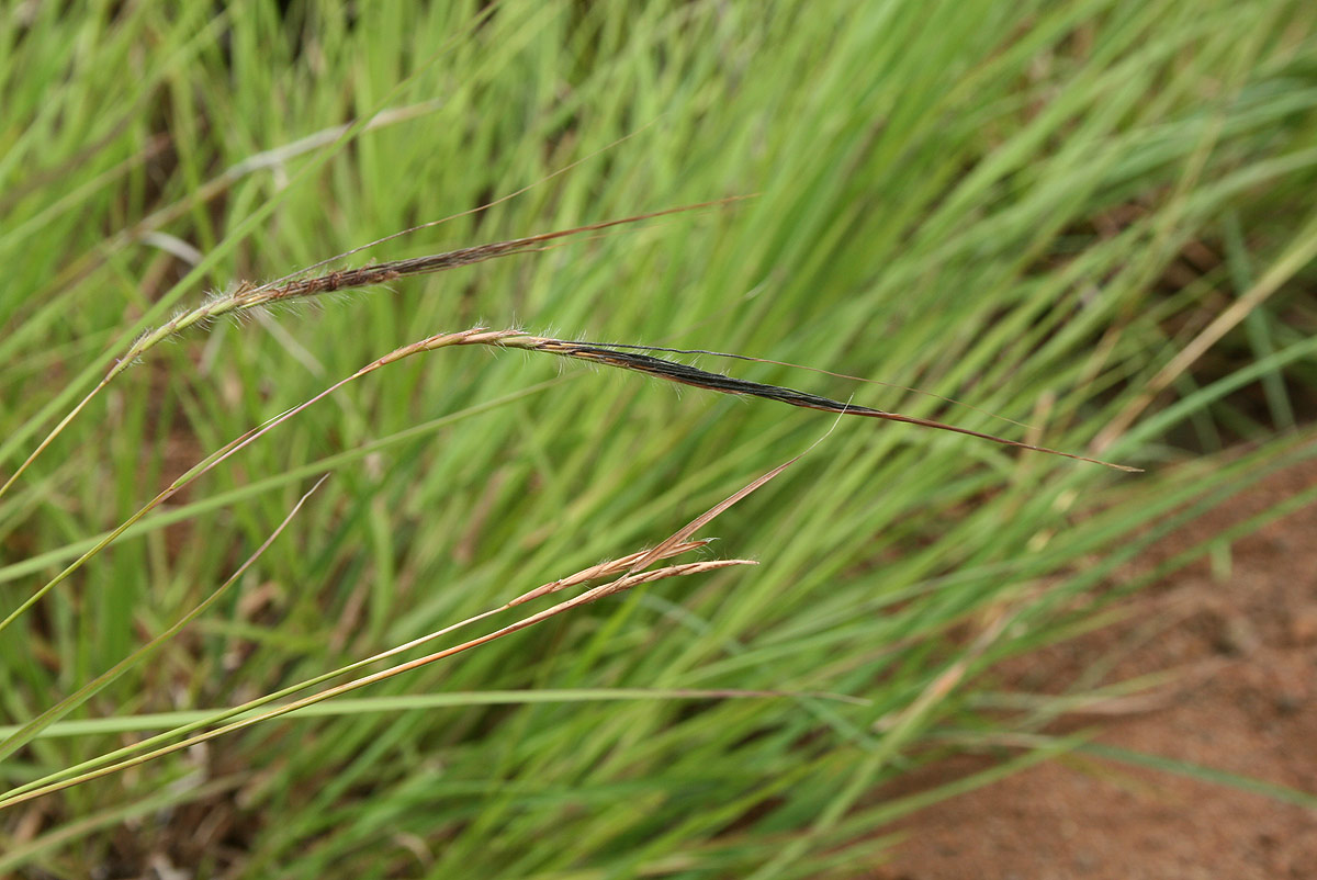 Heteropogon contortus