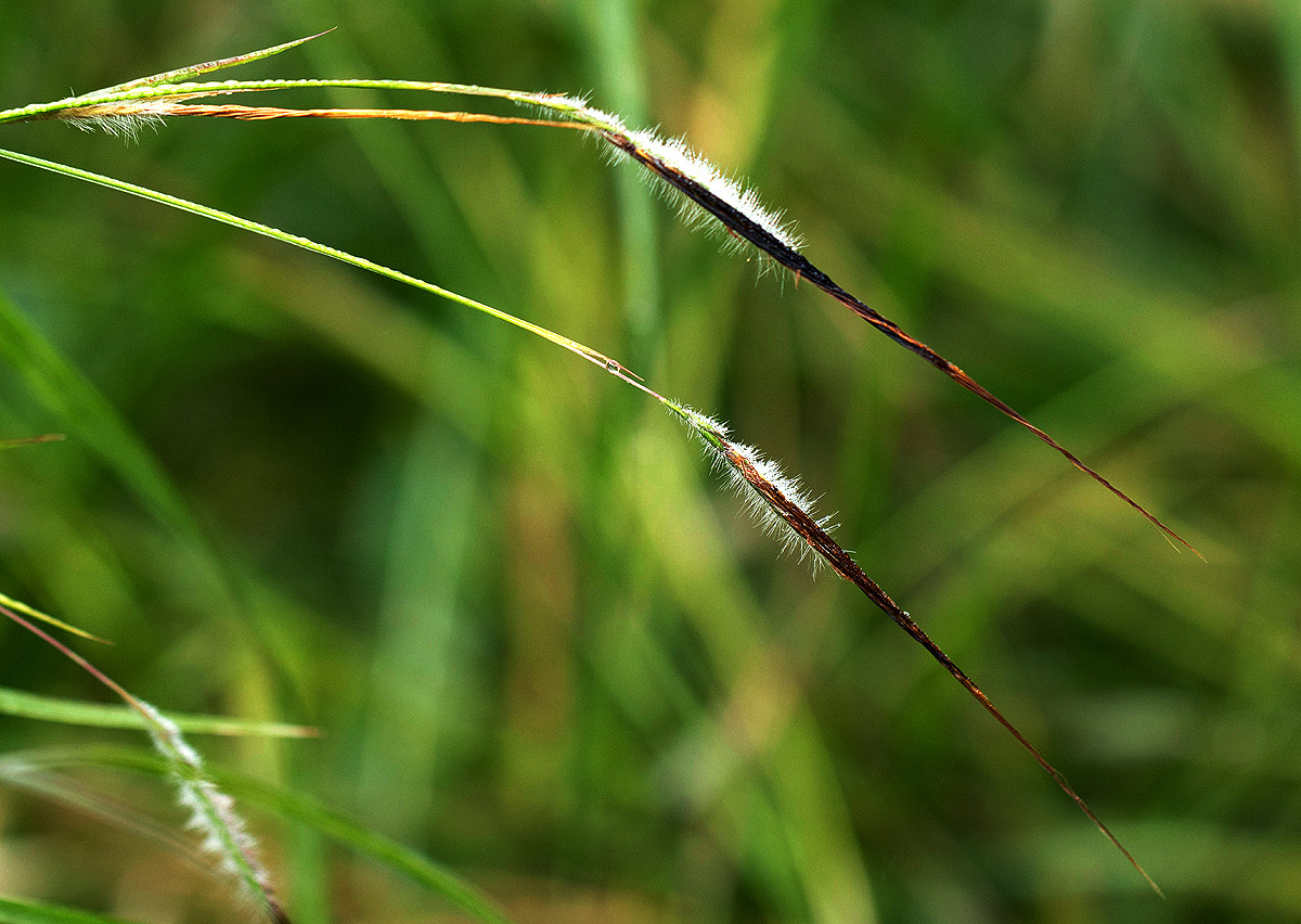 Heteropogon contortus