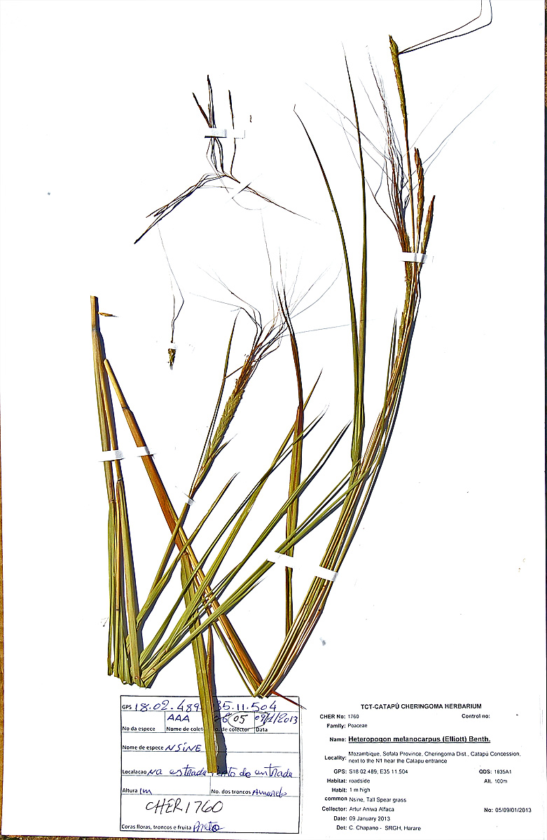 Heteropogon melanocarpus
