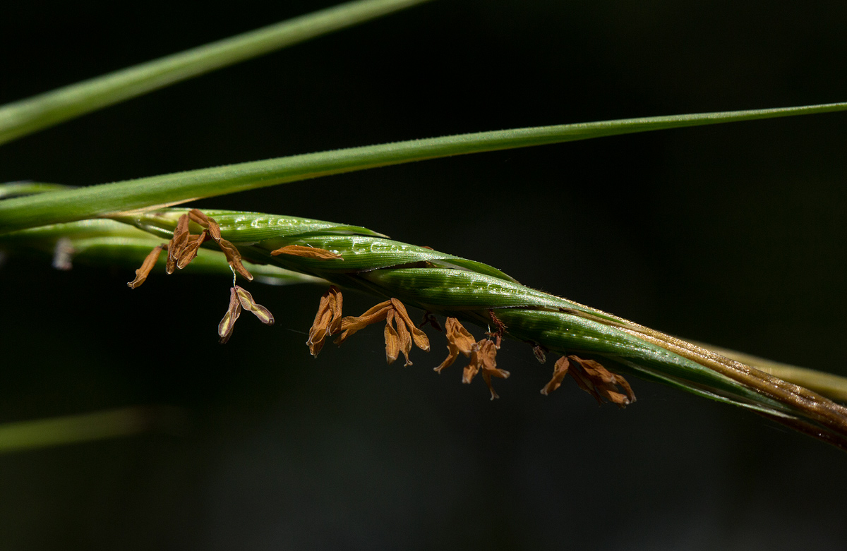Heteropogon melanocarpus