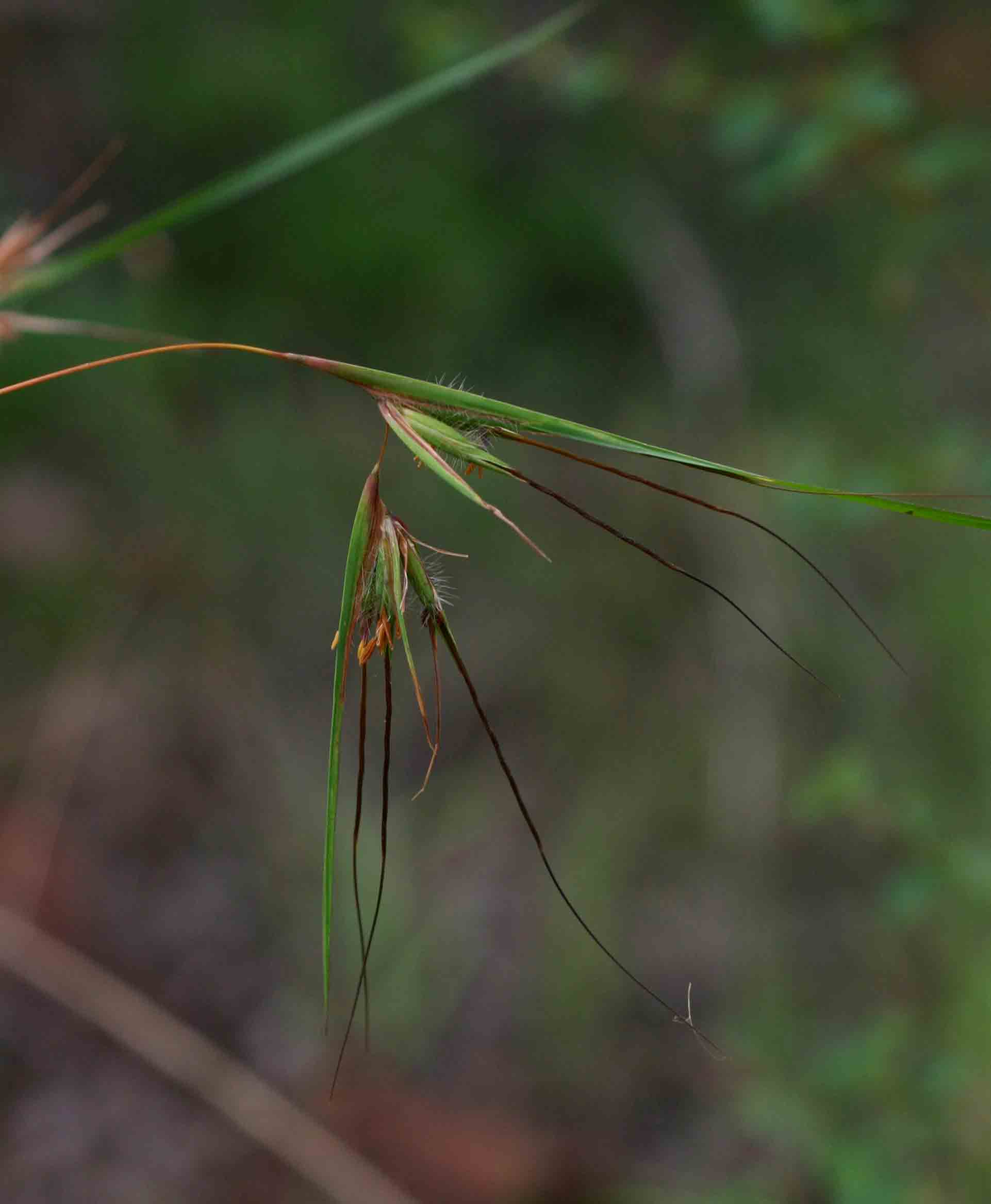 Themeda triandra