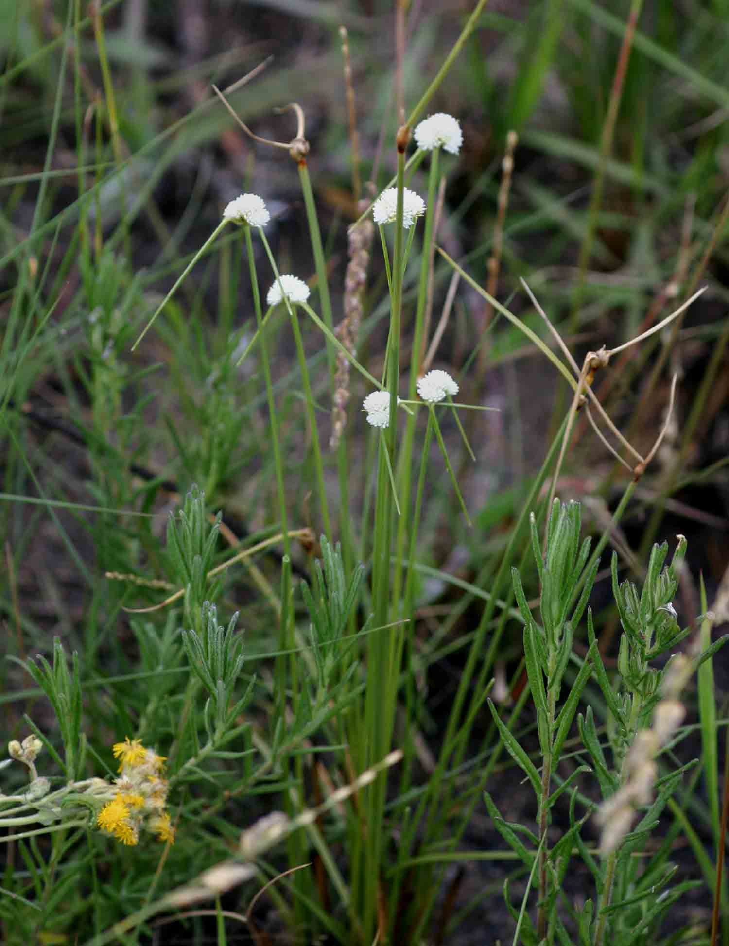Ascolepis capensis Ascolepis capensis