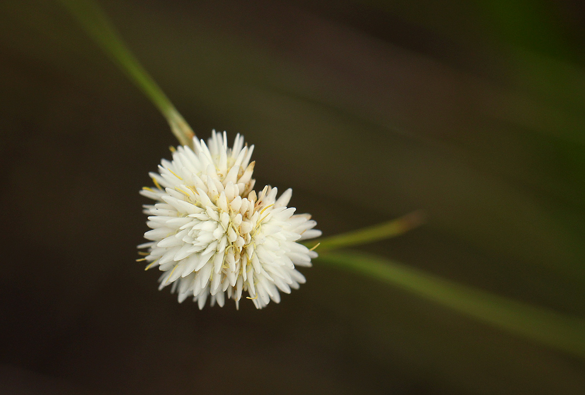 Ascolepis capensis Ascolepis capensis