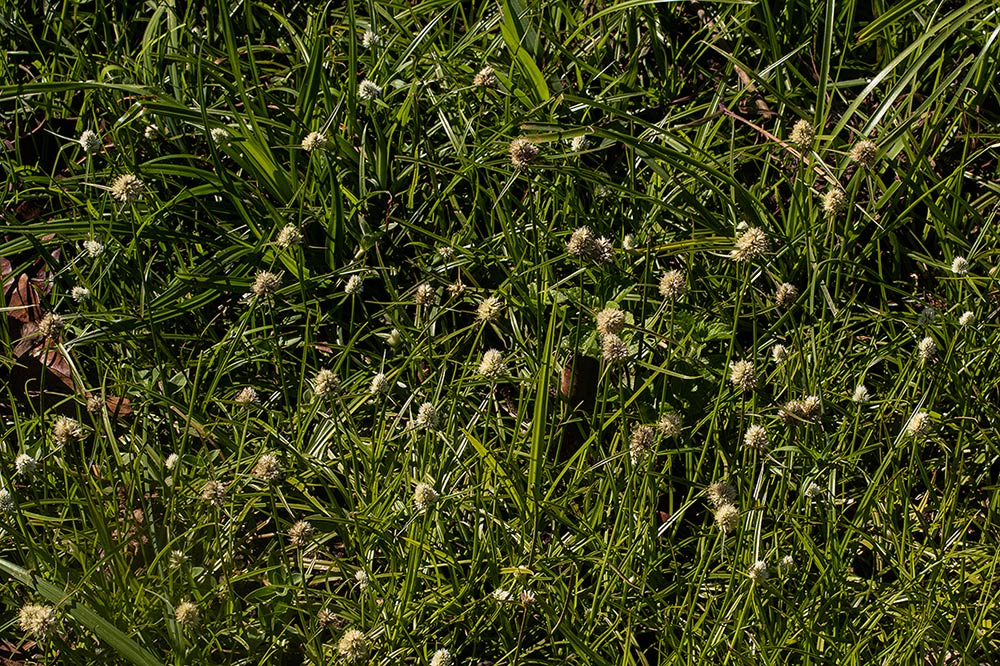 Ascolepis capensis Ascolepis capensis