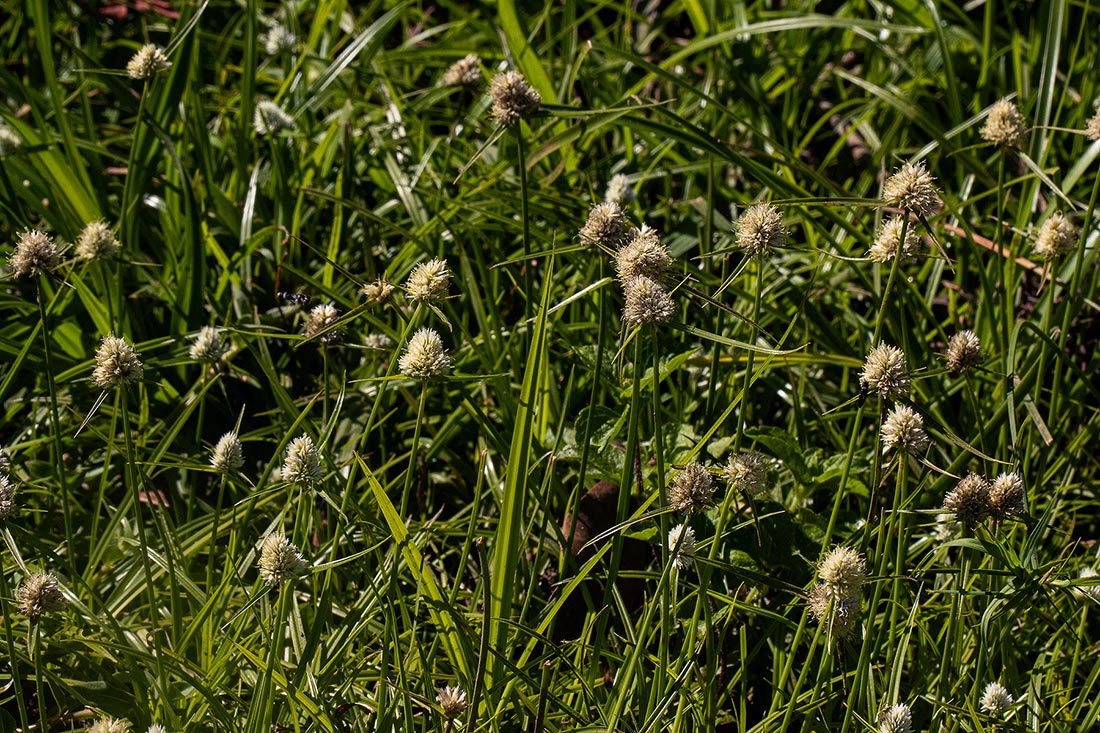 Ascolepis capensis Ascolepis capensis