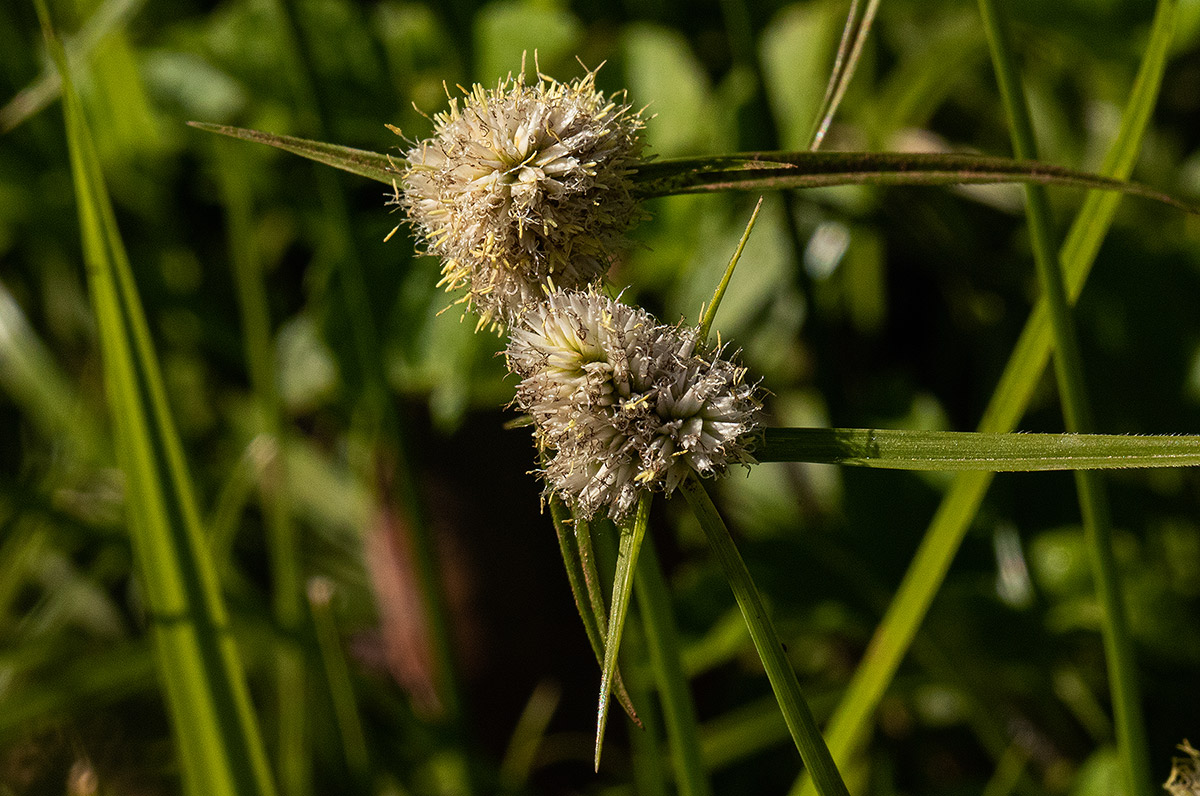 Ascolepis capensis Ascolepis capensis