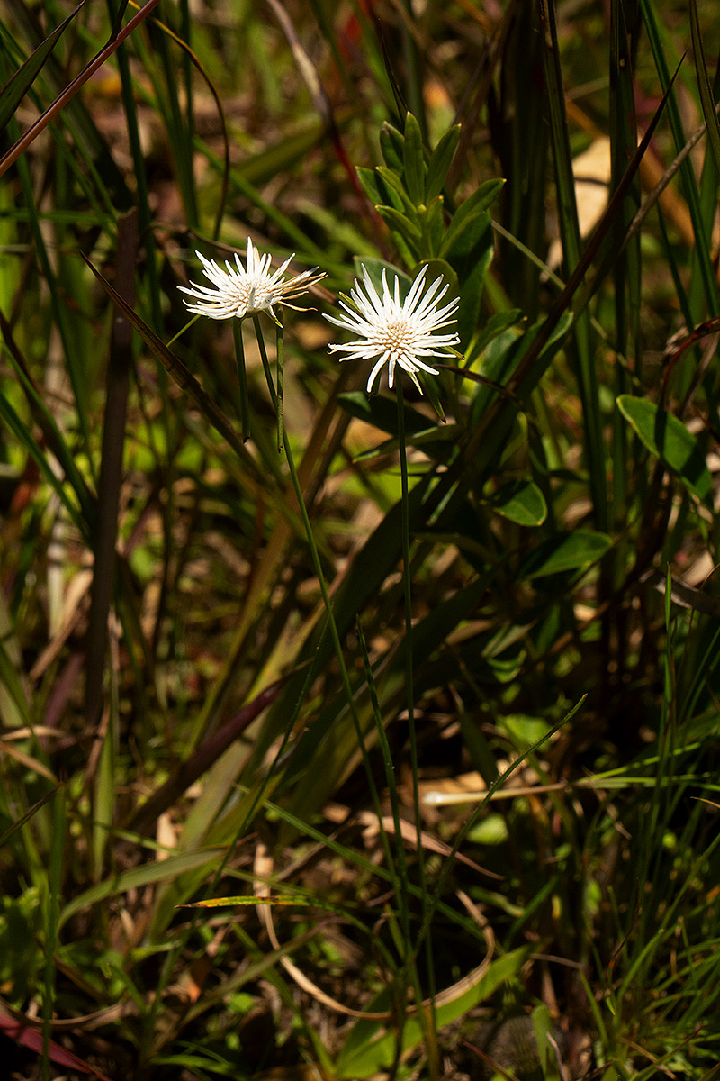 Ascolepis protea var. bellidiflora