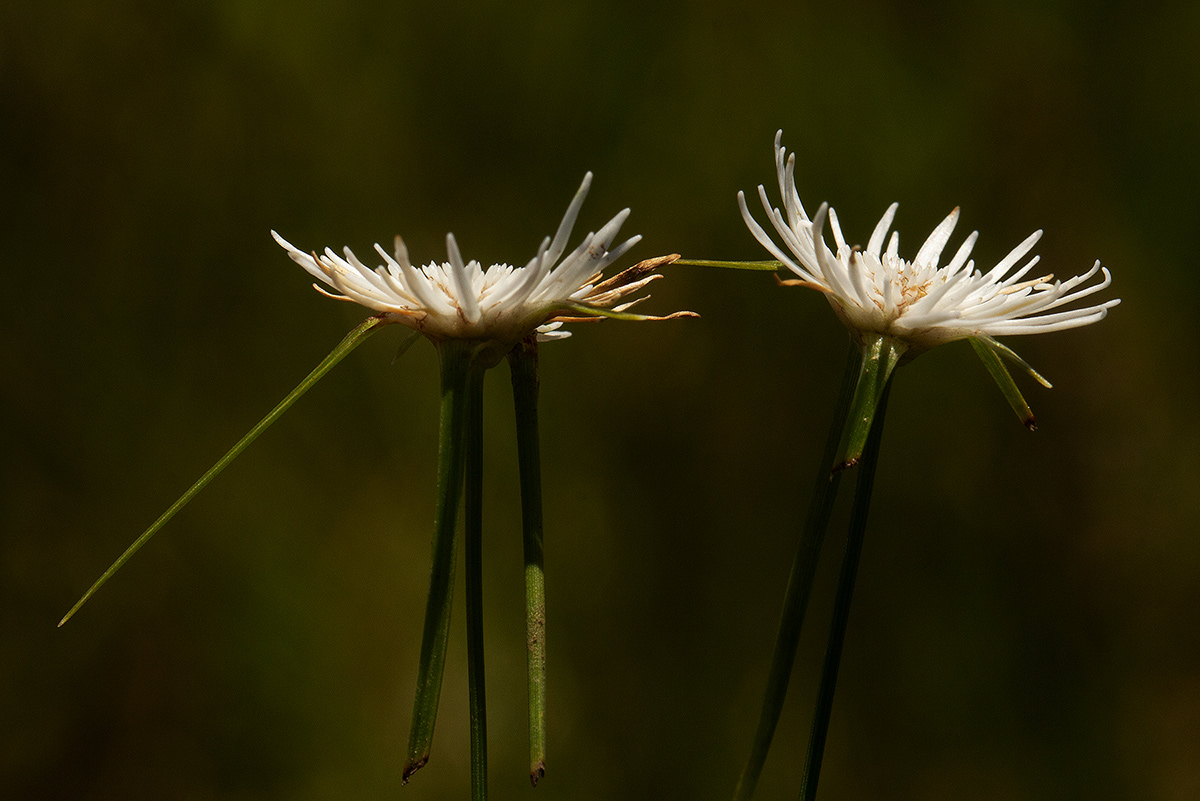 Ascolepis protea var. bellidiflora