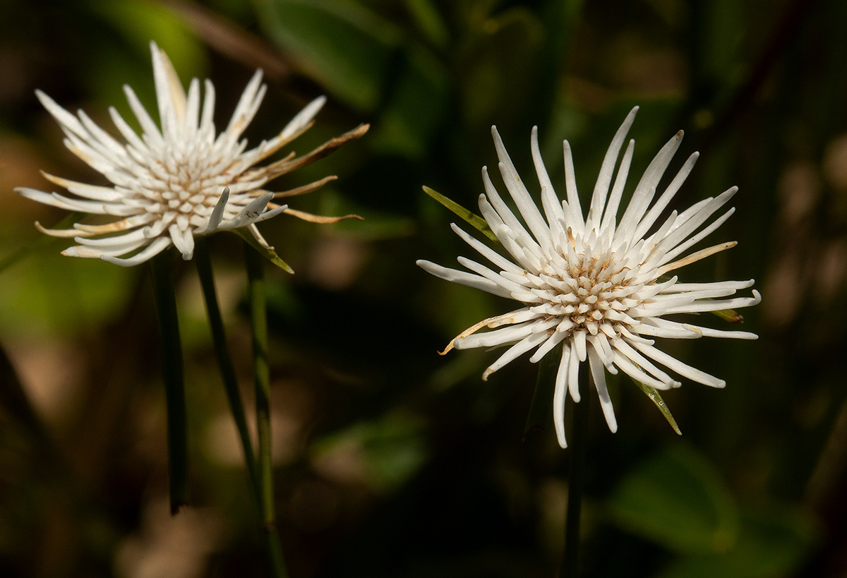 Ascolepis protea var. bellidiflora