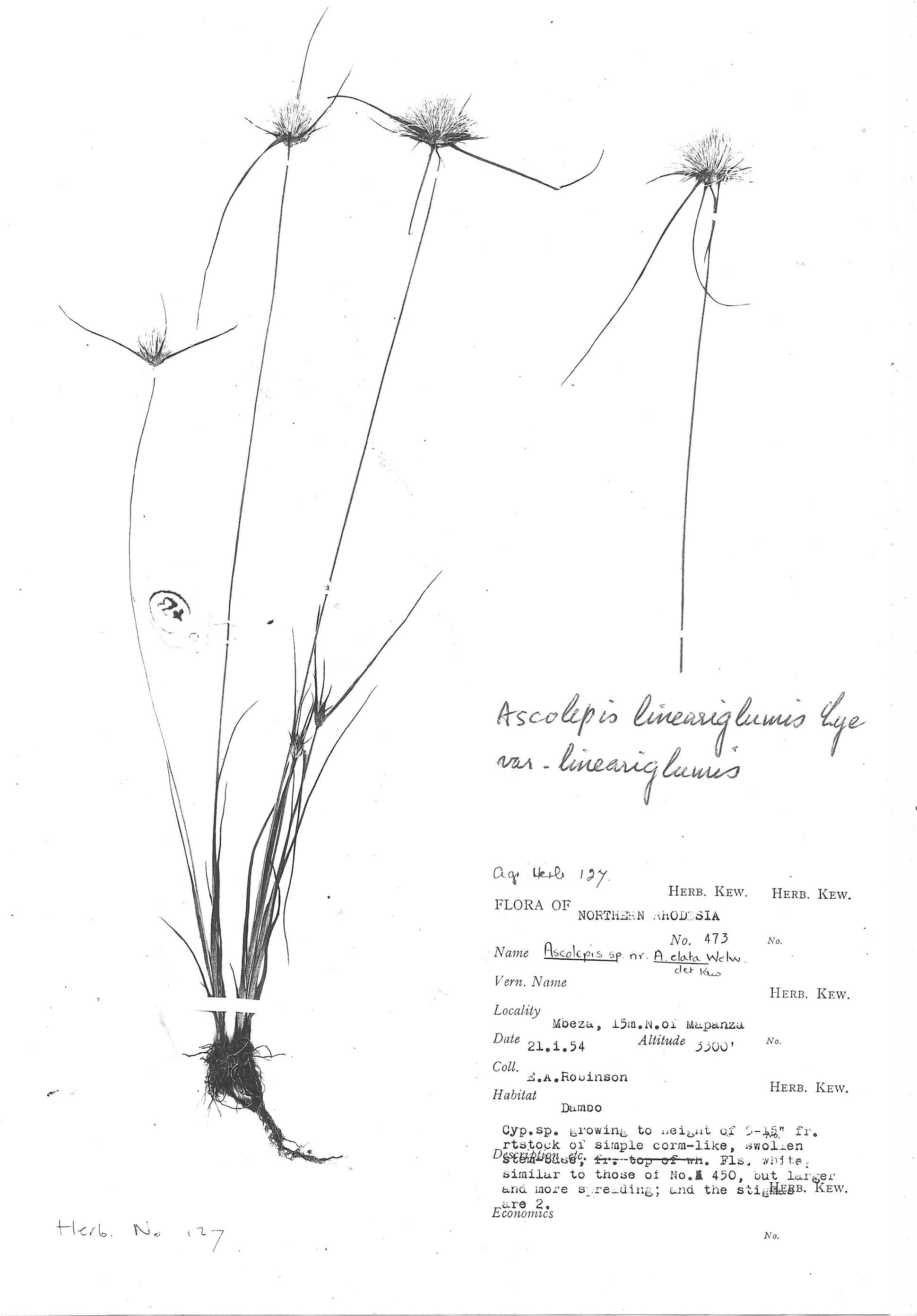 Ascolepis lineariglumis var. lineariglumis