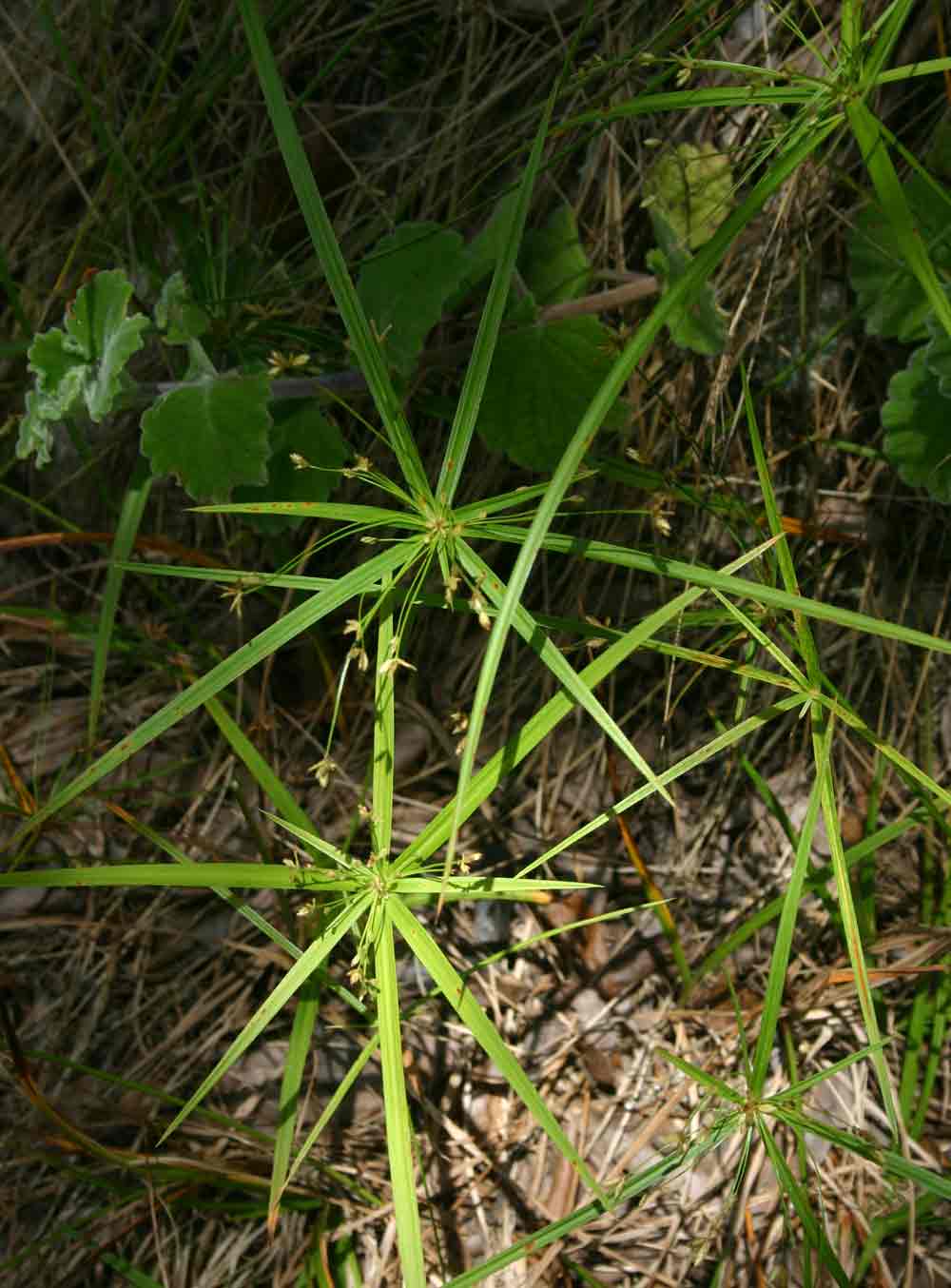 Cyperus albostriatus