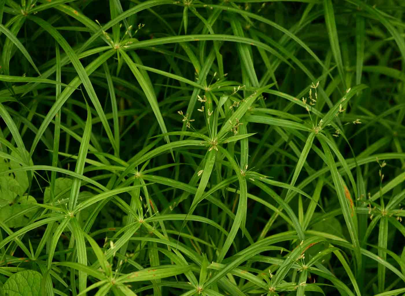 Cyperus albostriatus Cyperus albostriatus