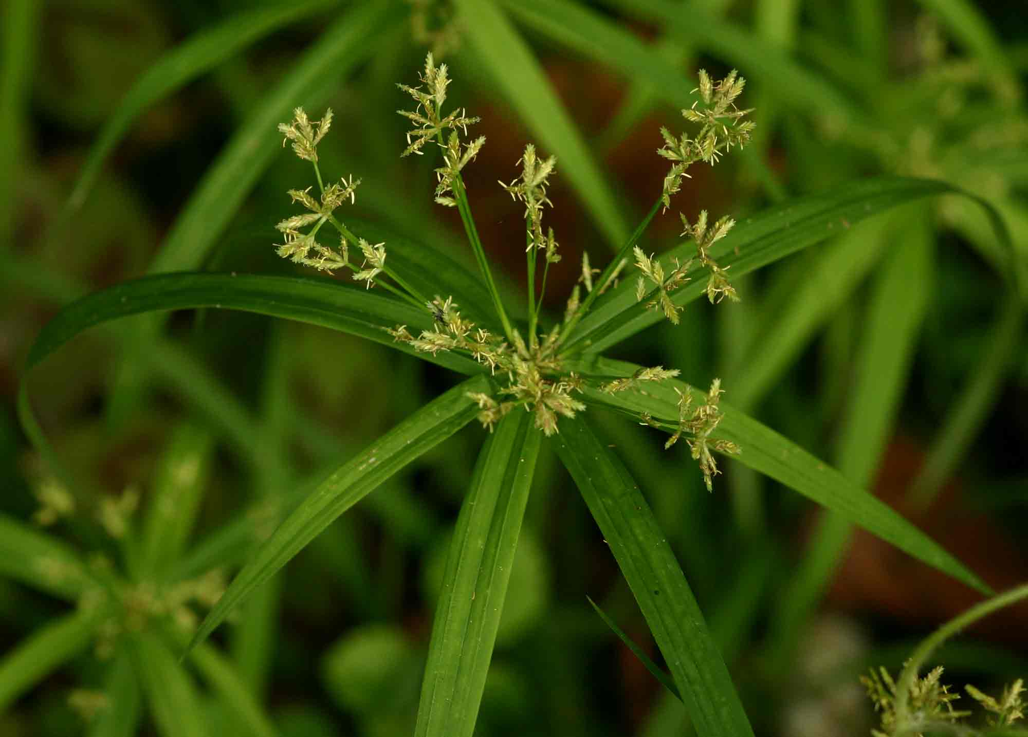 Cyperus albostriatus