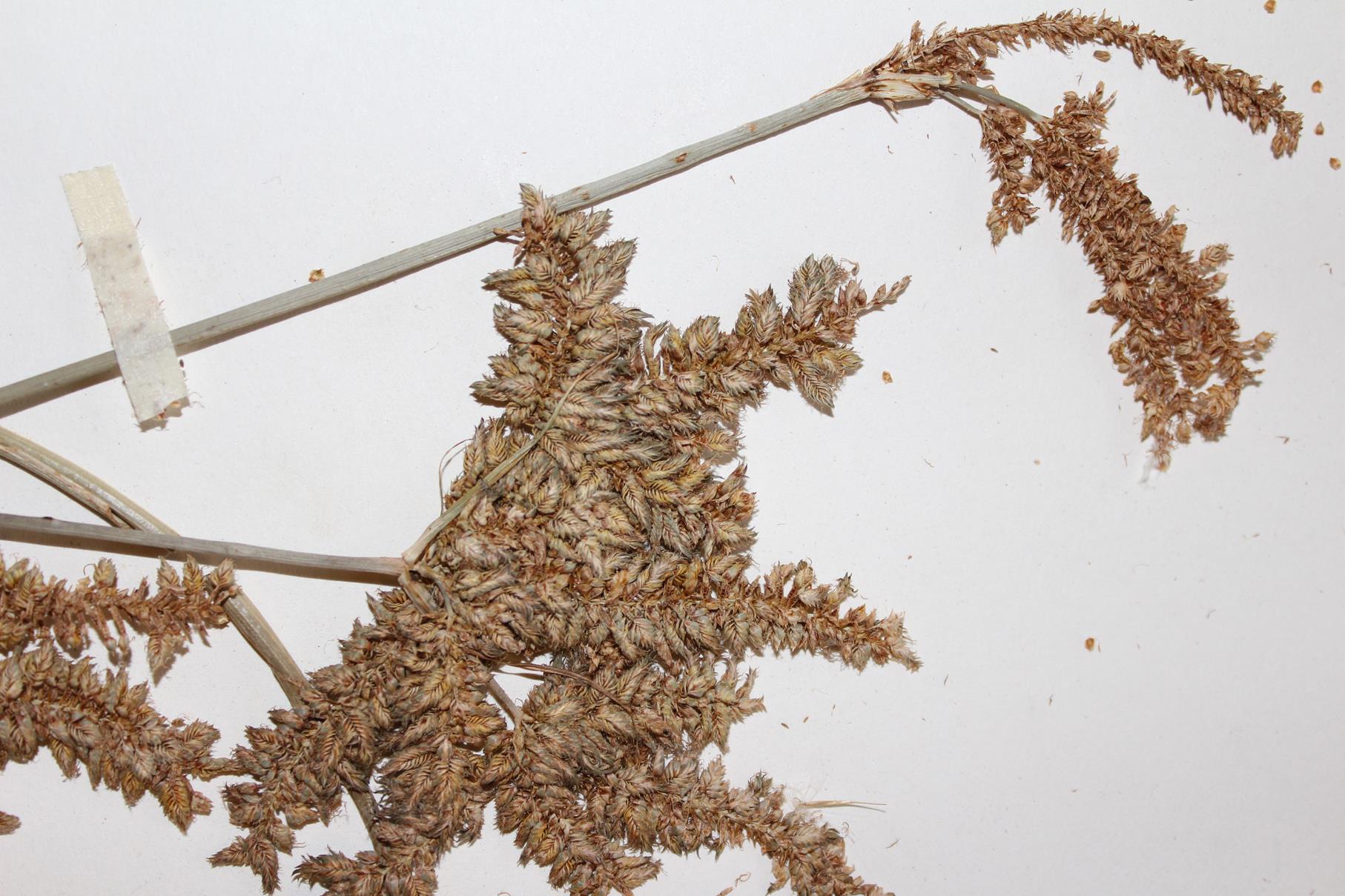 Cyperus alopecuroides