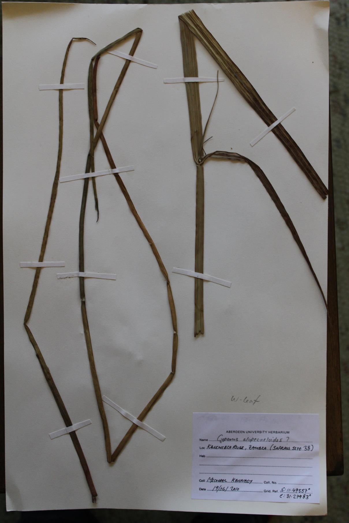 Cyperus alopecuroides