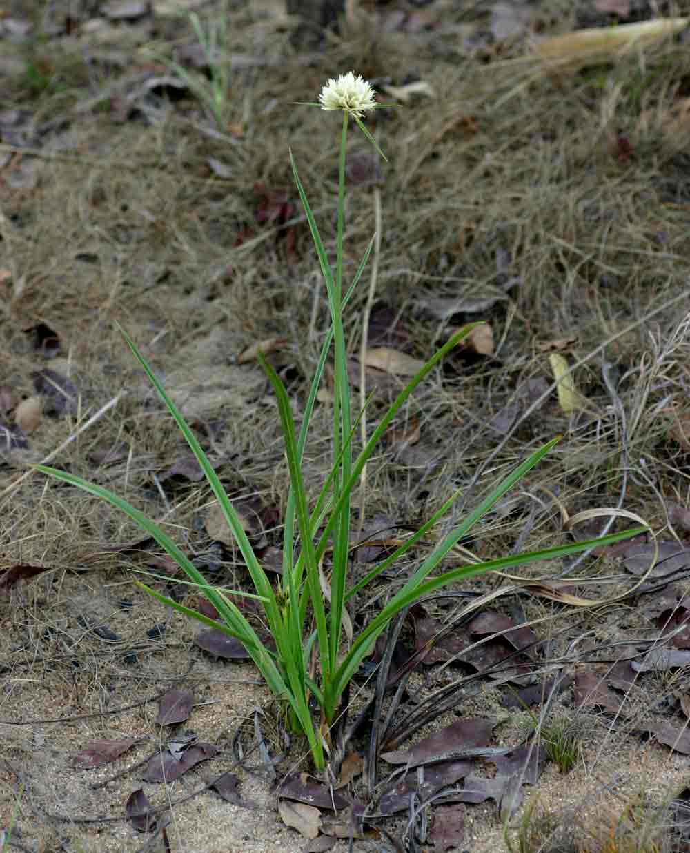 Cyperus angolensis