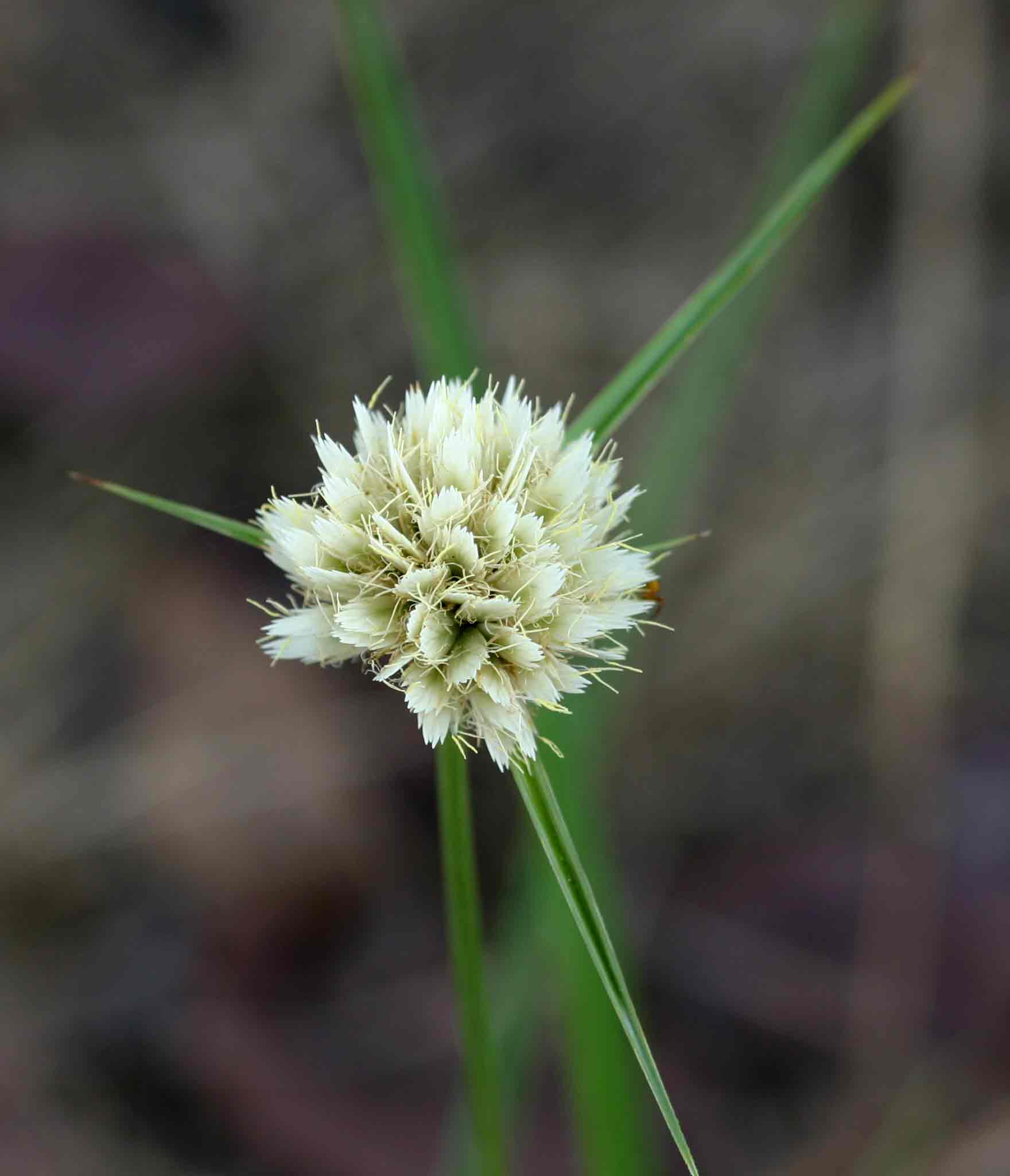 Cyperus angolensis