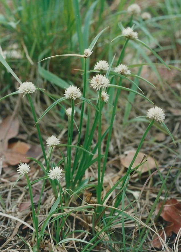Cyperus angolensis Cyperus angolensis