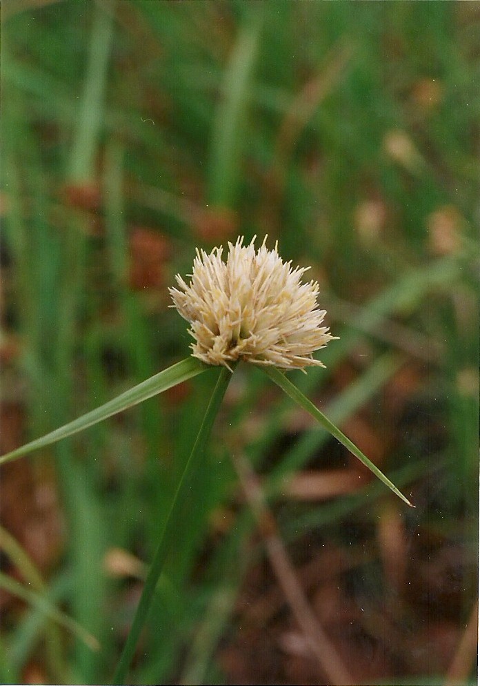 Cyperus angolensis