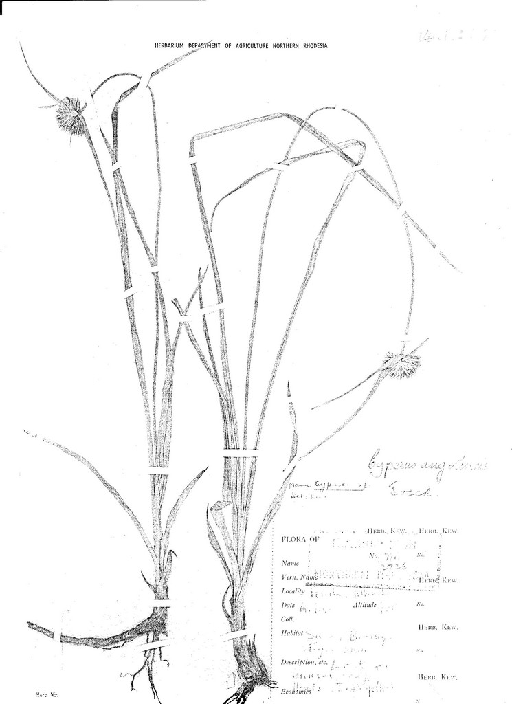 Cyperus angolensis Cyperus angolensis