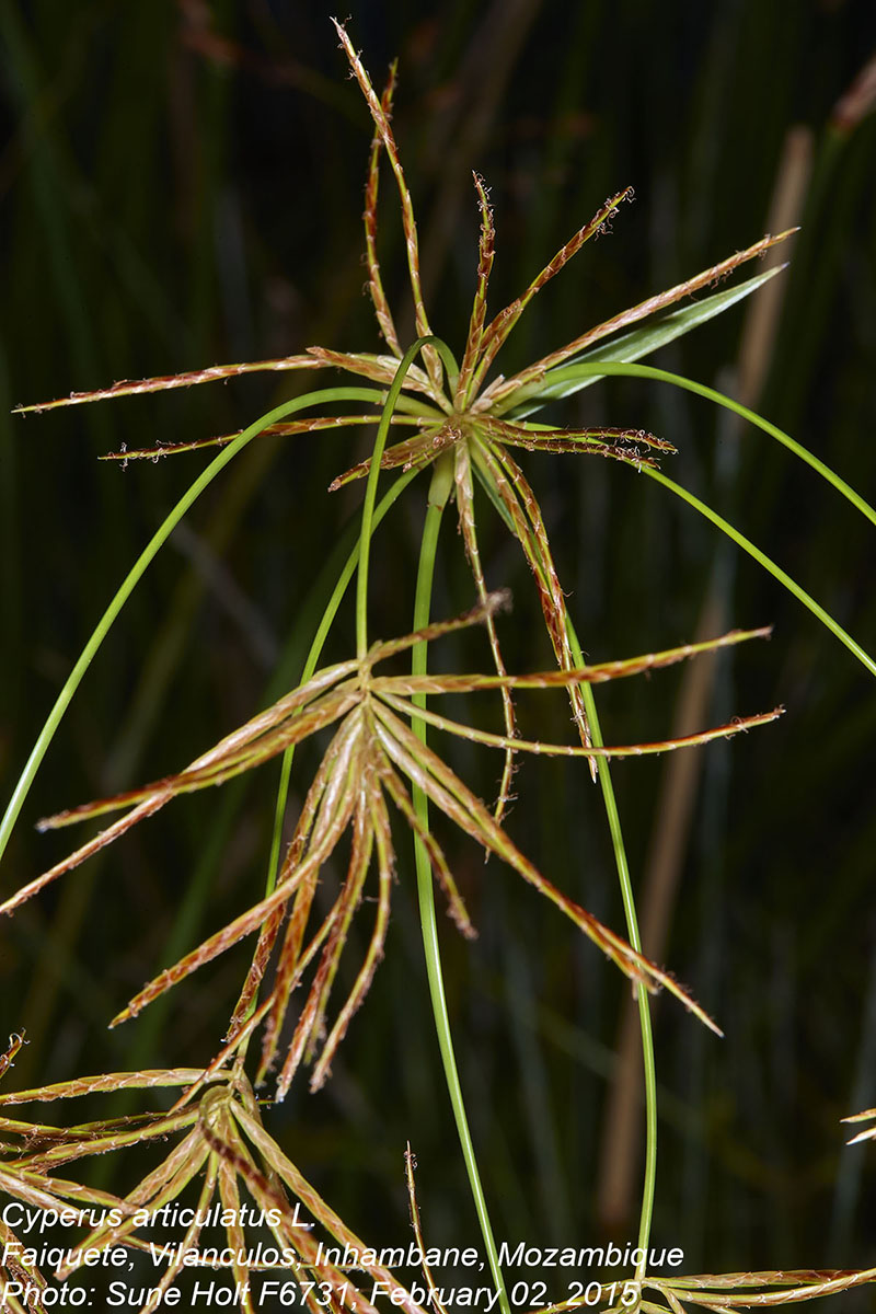 Cyperus articulatus Cyperus articulatus