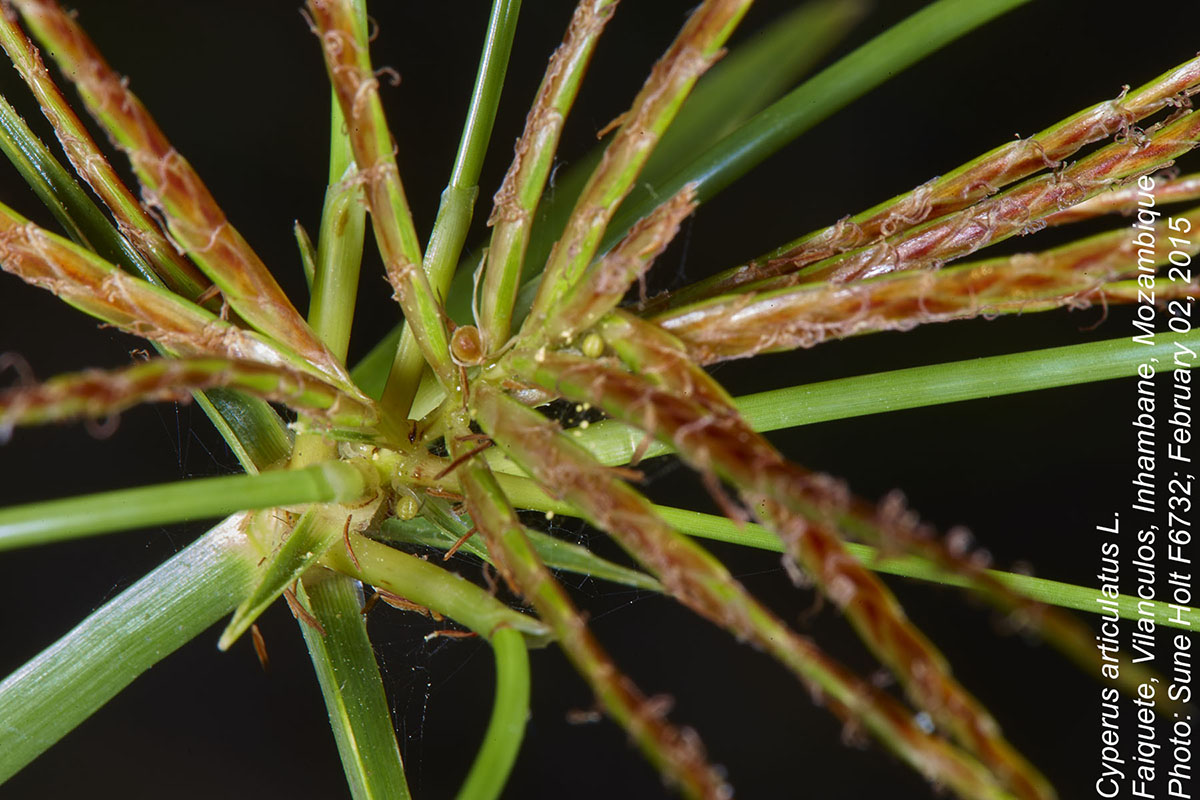 Cyperus articulatus Cyperus articulatus