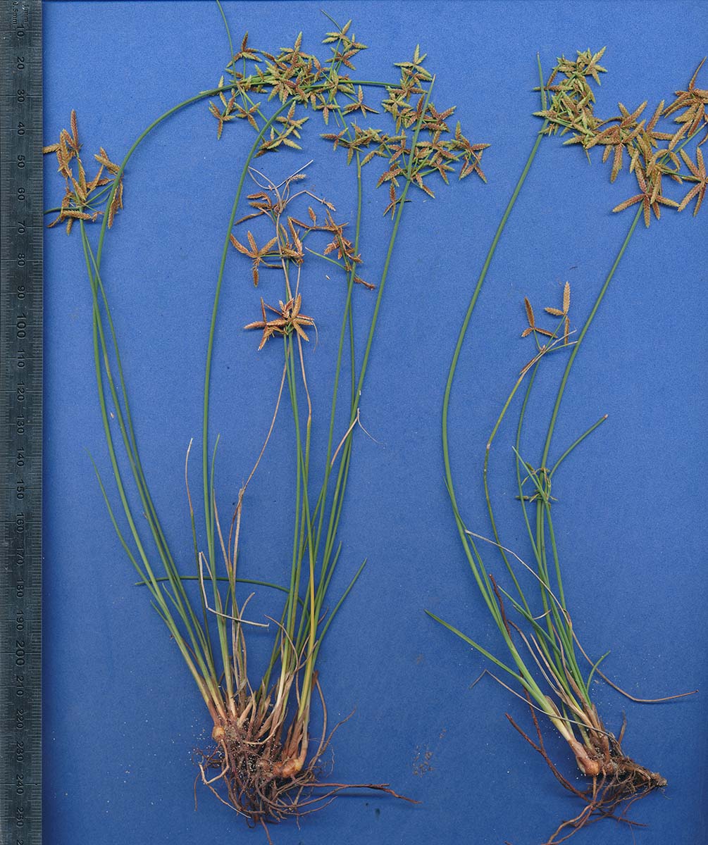 Cyperus compressus Cyperus compressus