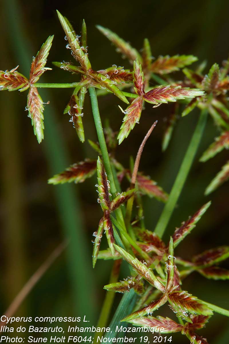 Cyperus compressus