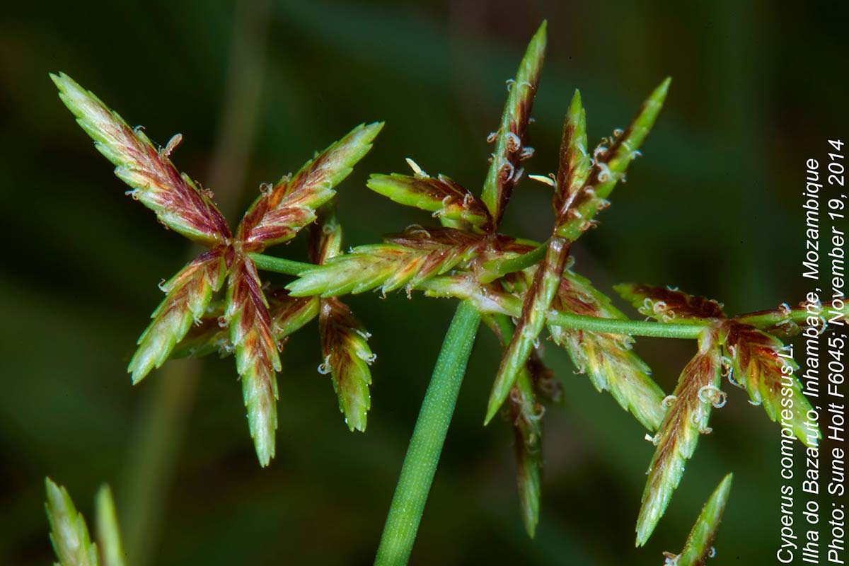 Cyperus compressus
