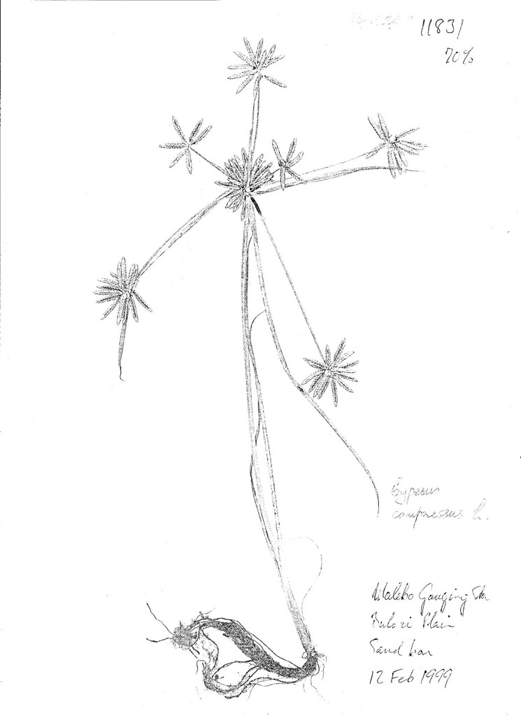 Cyperus compressus Cyperus compressus