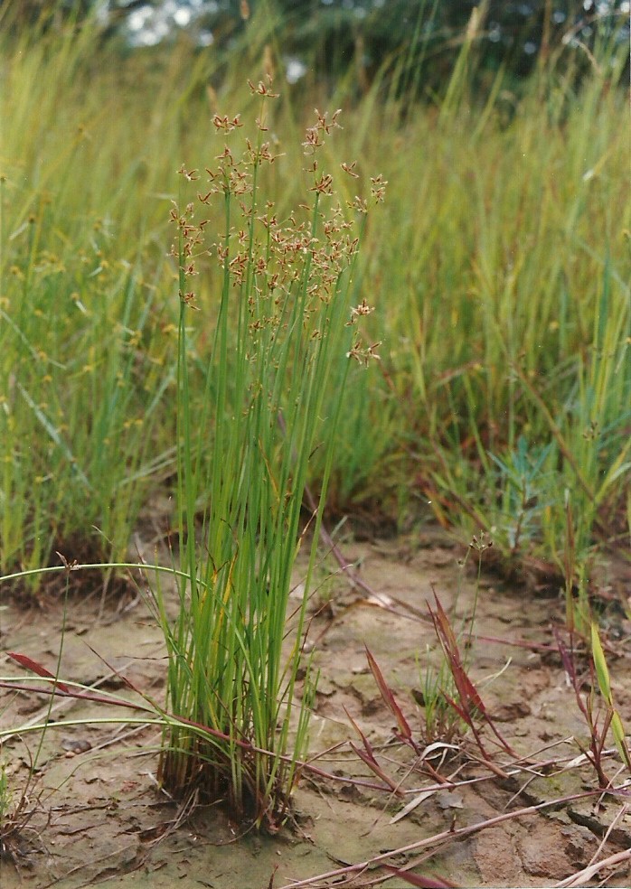 Cyperus denudatus