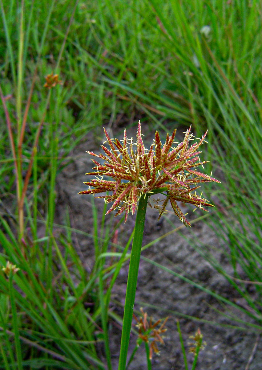Cyperus denudatus