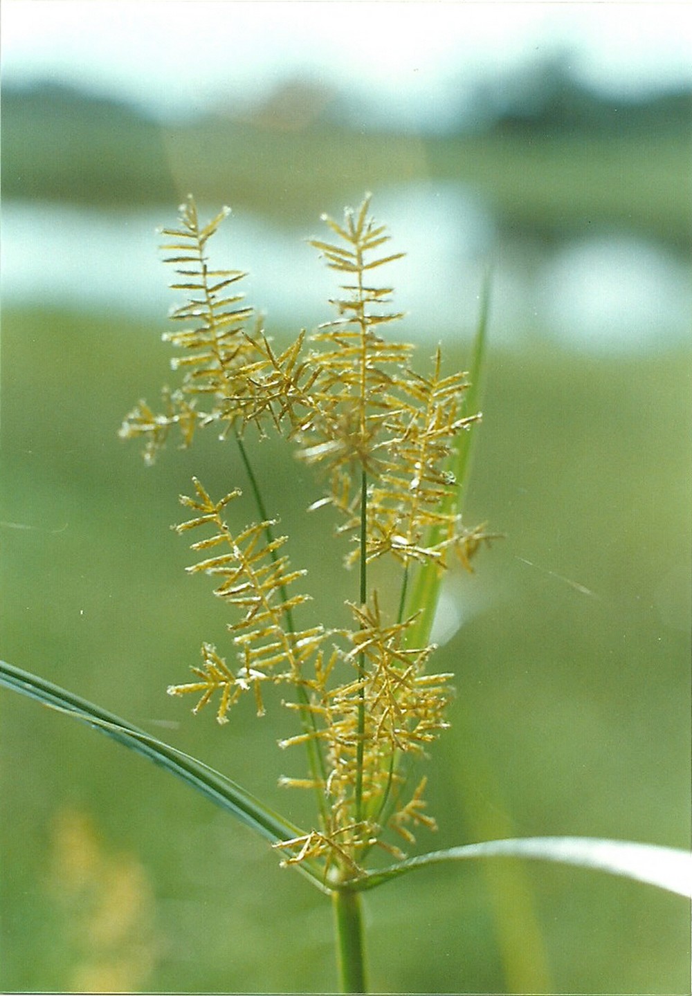 Cyperus digitatus subsp. auricomus Cyperus digitatus subsp. auricomus