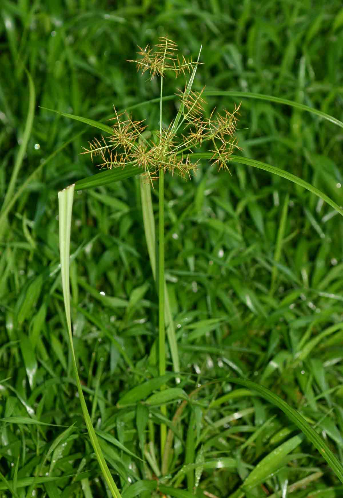 Cyperus distans