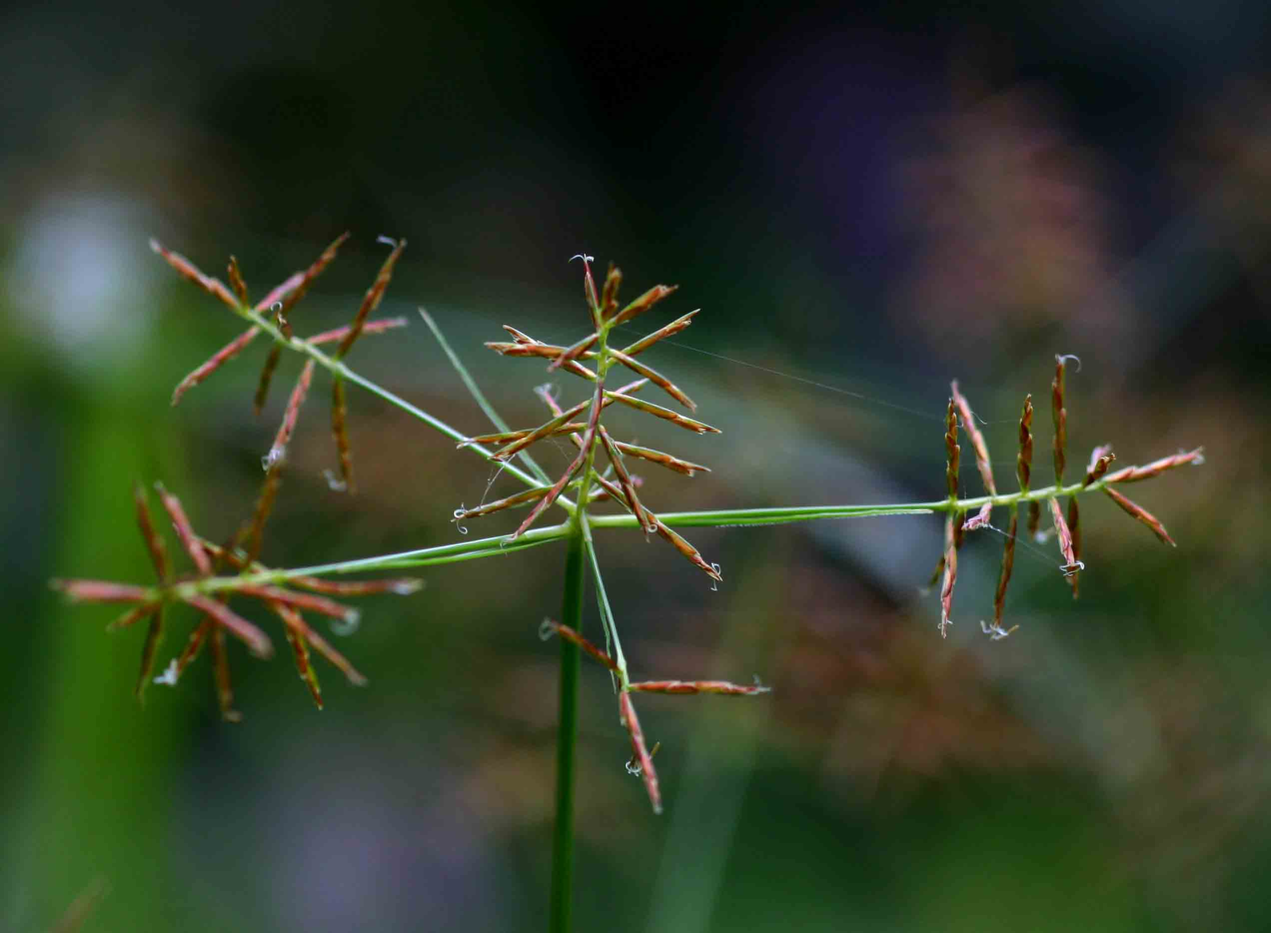 Cyperus distans