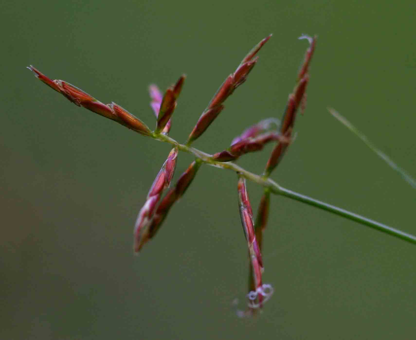 Cyperus distans