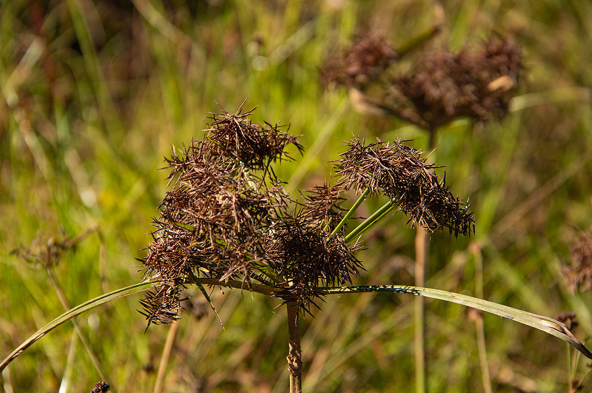 Cyperus distans