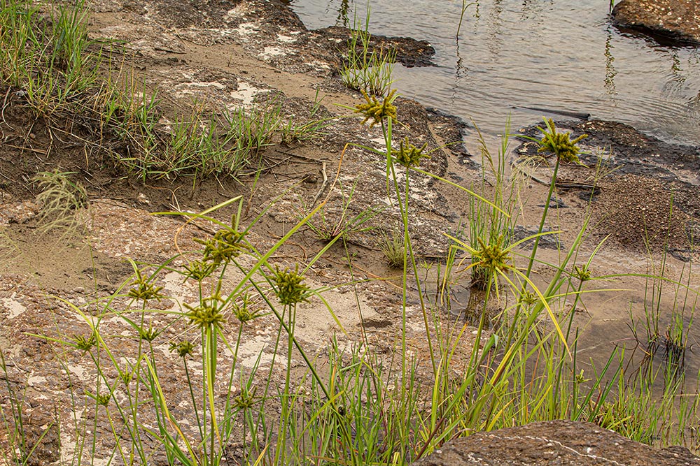 Cyperus imbricatus