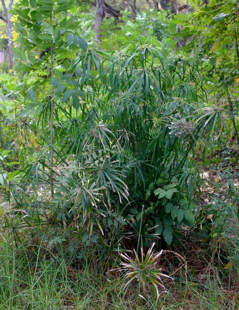 Cyperus involucratus