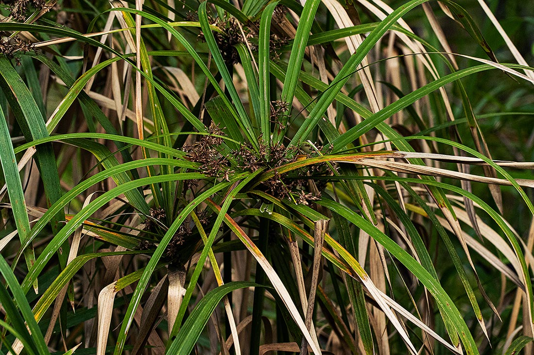 Cyperus involucratus