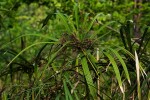 Cyperus involucratus
