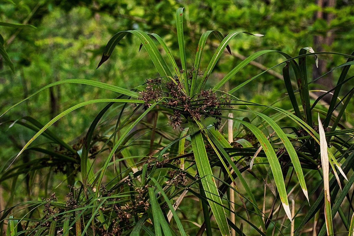 Cyperus involucratus