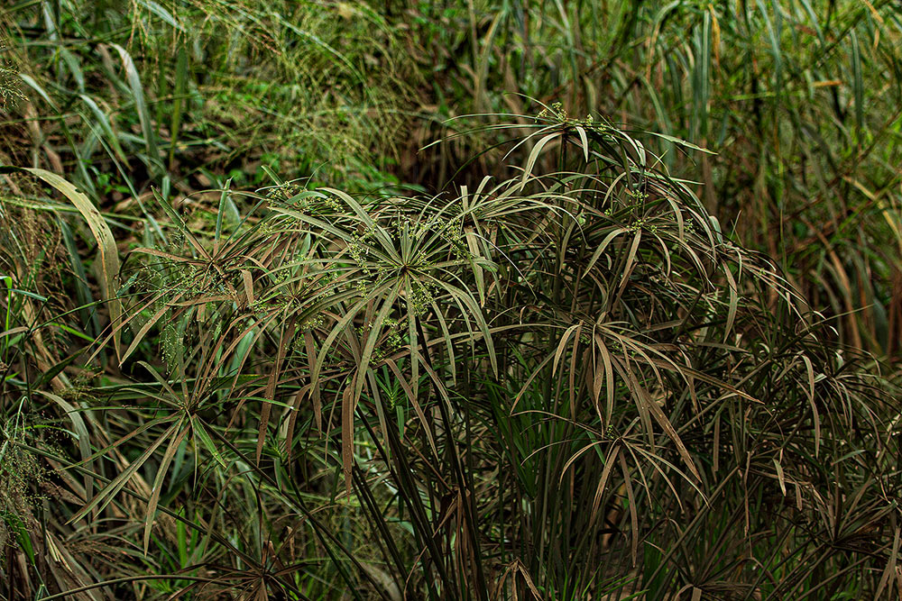Cyperus involucratus